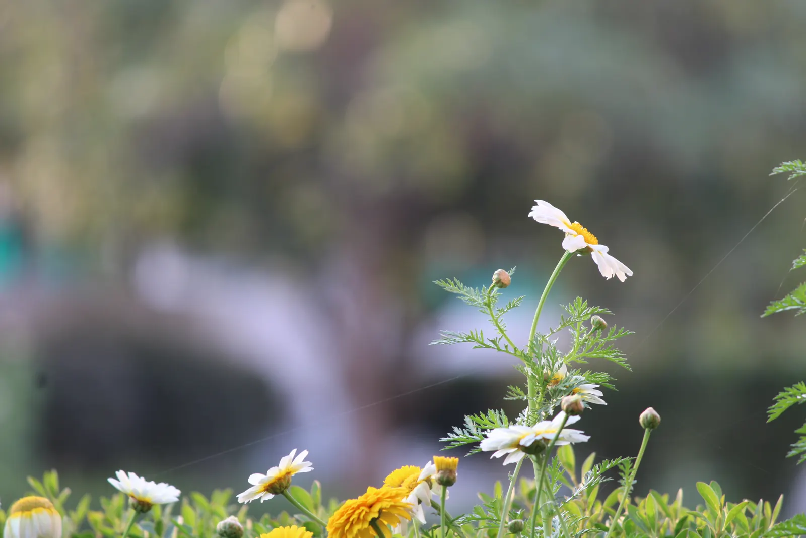 White and yellow daisies catching the light, with a soft green garden blurred behind them