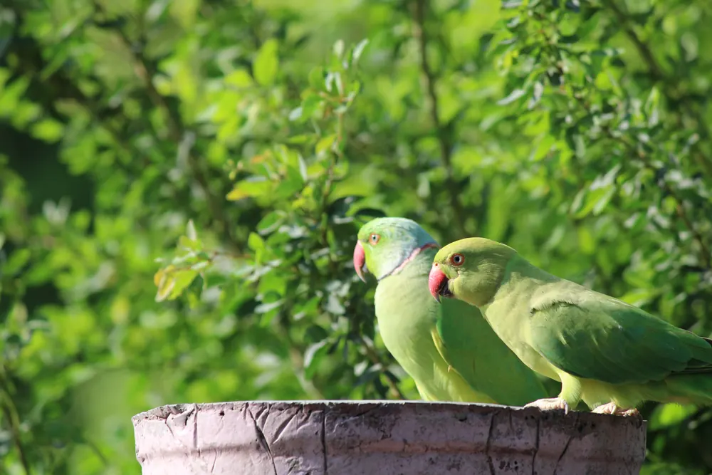 Two rose-ringed parakeets perched side by side on a stone ledge, green foliage blurred behind them