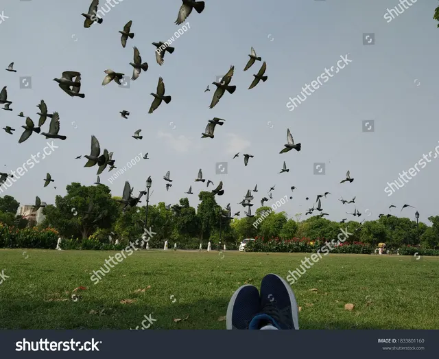 A flock of pigeons in flight over an open park, wings spread mid-beat