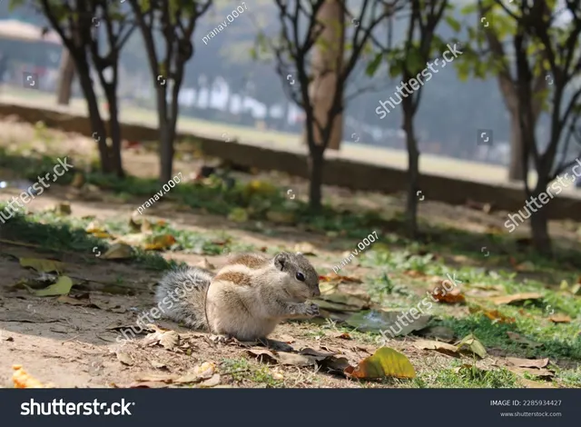 A squirrel on the ground in a park, pausing mid-step and looking toward the camera