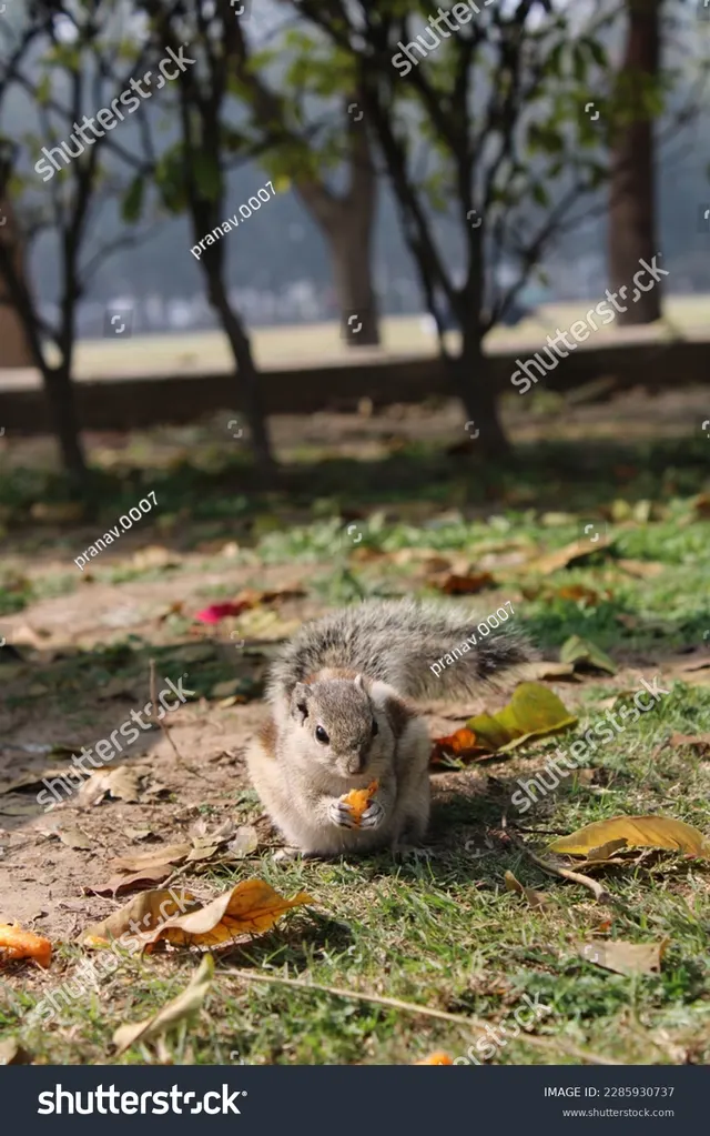 A squirrel sitting upright and feeding, framed vertically among garden foliage