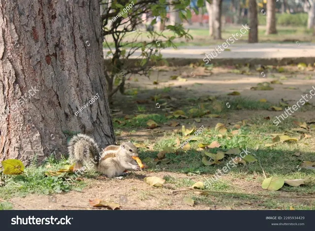 A squirrel holding and nibbling a curled snack on garden soil